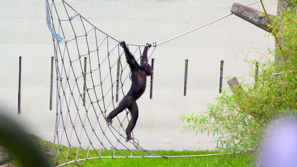 Johor Bahru featuring zoo animals and cuddly or friendly animals