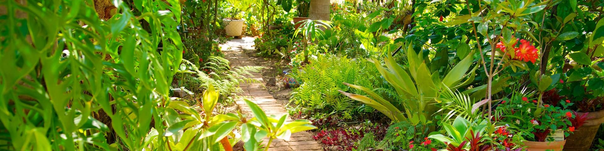Puerto Vallarta Botanical Gardens showing a garden