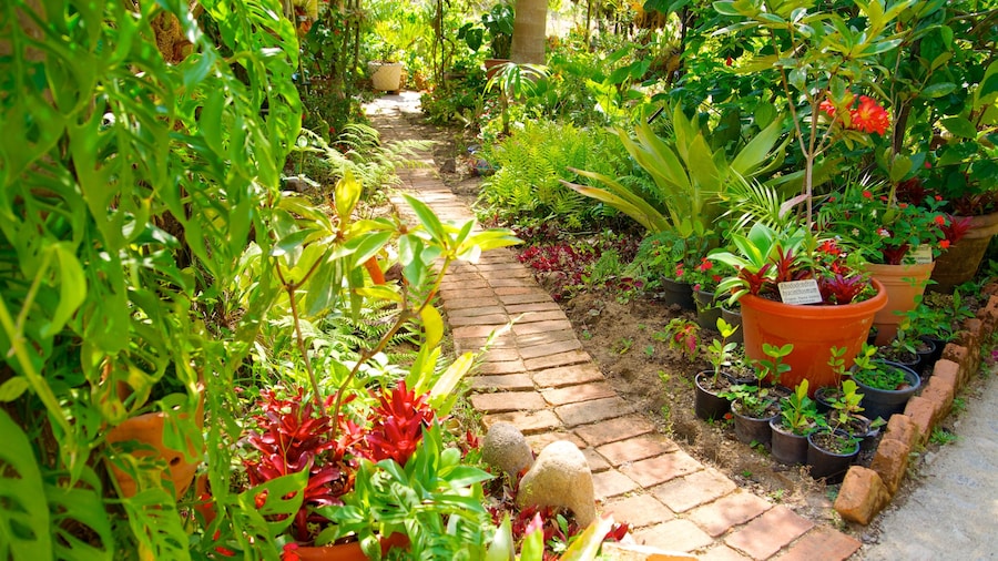 Puerto Vallarta Botanical Gardens featuring a garden