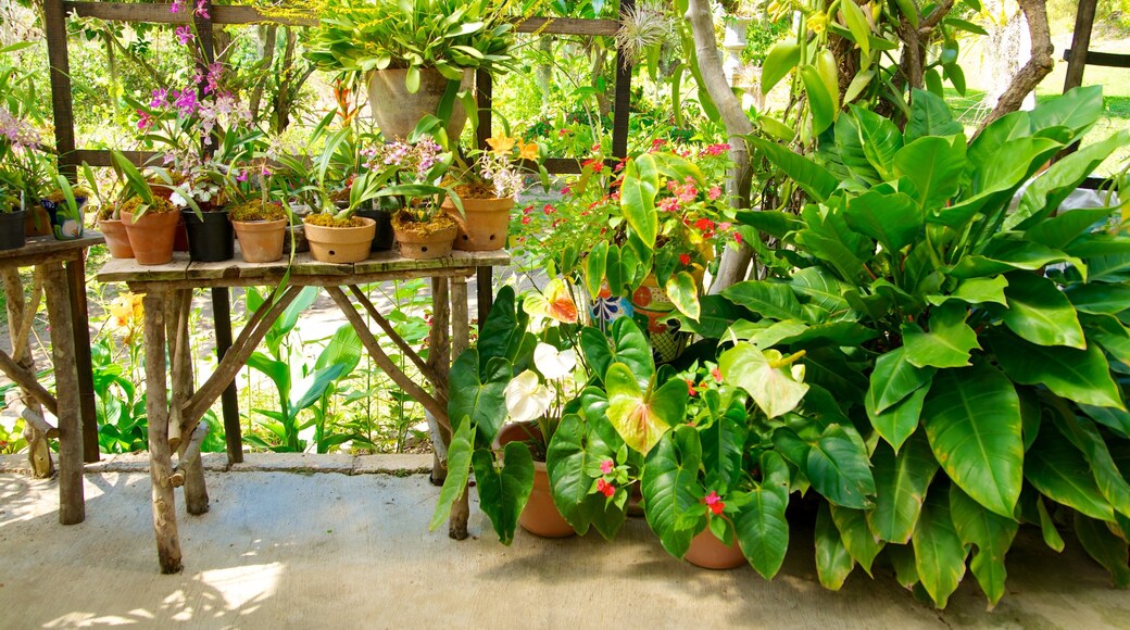 Puerto Vallarta Botanical Gardens showing a garden