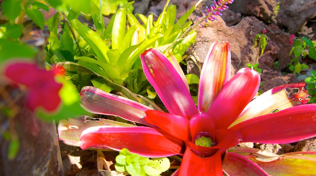 Puerto Vallarta Botanical Gardens featuring flowers and a garden