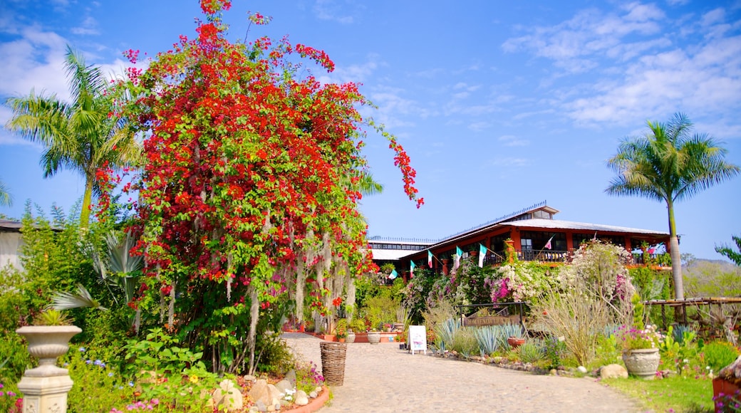 Jardines Botánicos de Puerto Vallarta ofreciendo flores y un parque