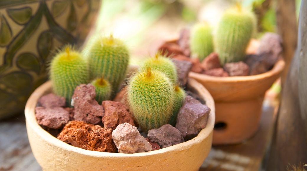 プエルト バジャルタ植物園