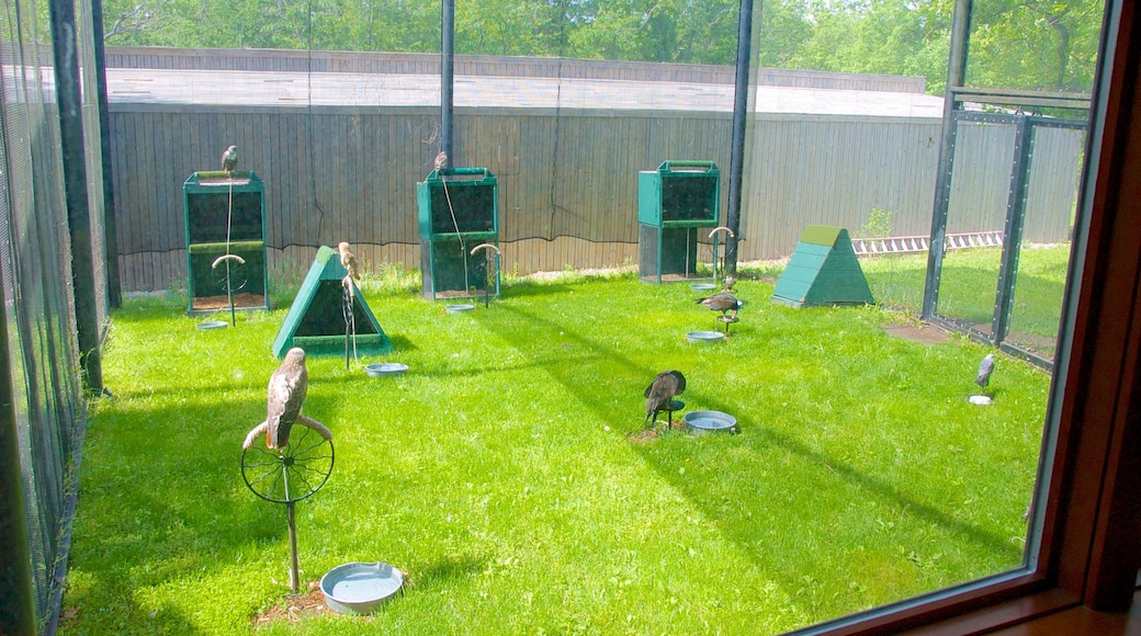 Swope Park showing bird life and zoo animals