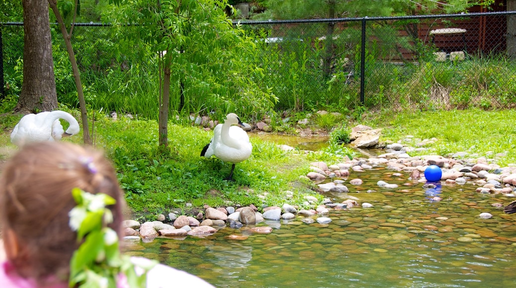 Kansas City Zoo mostrando animales del zoológico, un estanque y vida de las aves