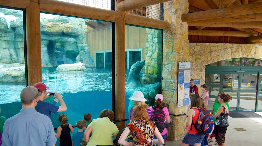 Kansas City Zoo que incluye vistas interiores, animales del zoológico y vida marina