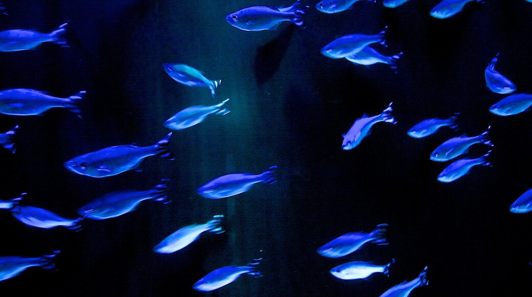 Sea Life Aquarium showing marine life