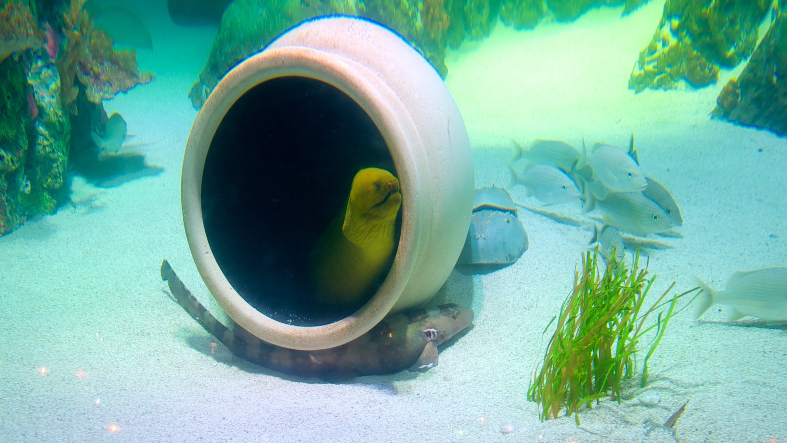 SEA LIFE Kansas City Aquarium Crown Center District Attraction