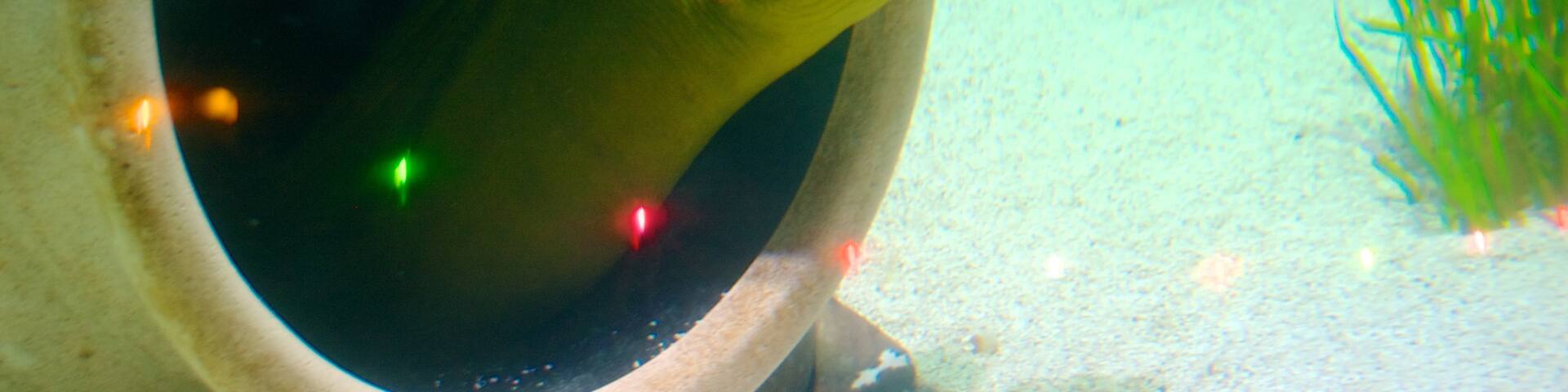 Sea Life Aquarium showing marine life