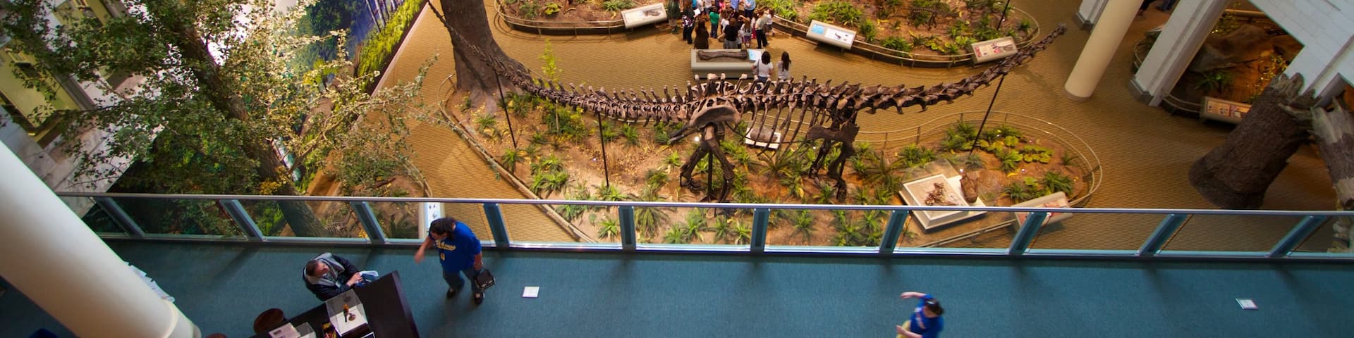Carnegie Museum of Natural History mettant en vedette vues intérieures et vues