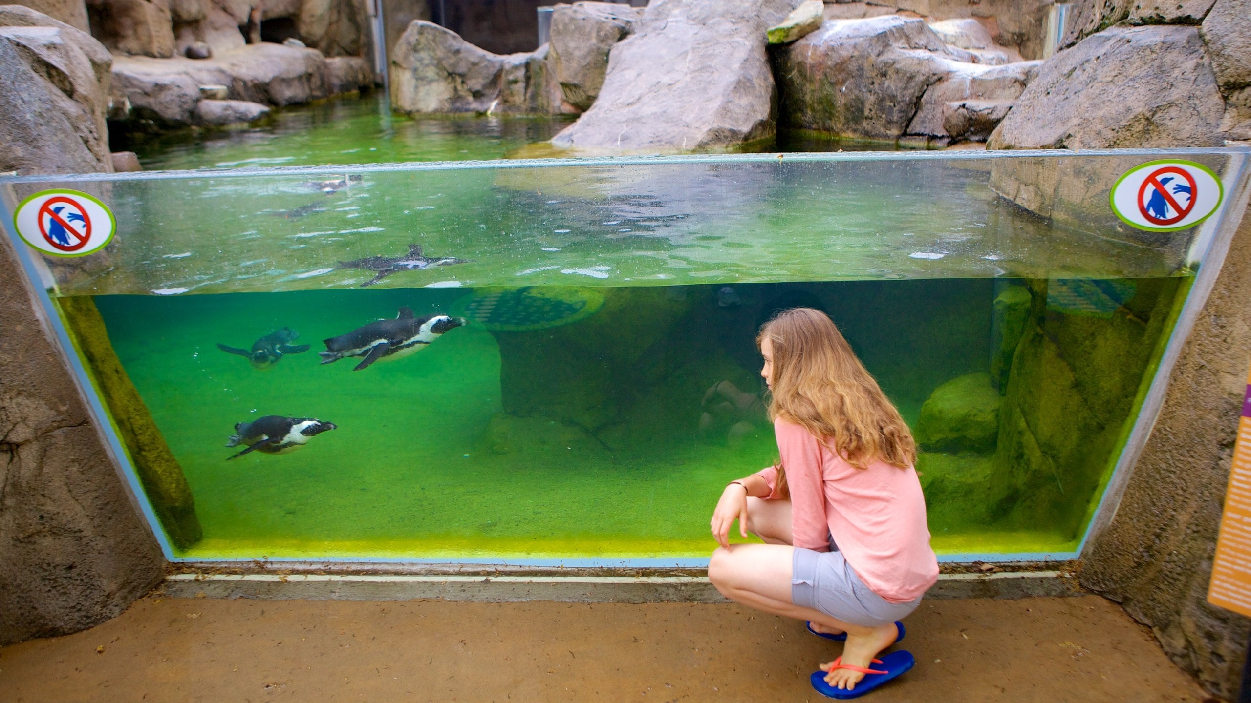 National Aviary showing marine life as well as an individual child