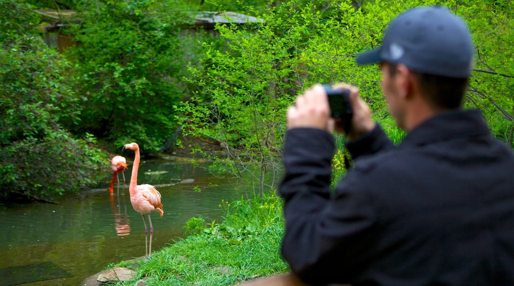 Pittsburgh Zoo and PPG Aquarium featuring zoo animals, bird life and a pond