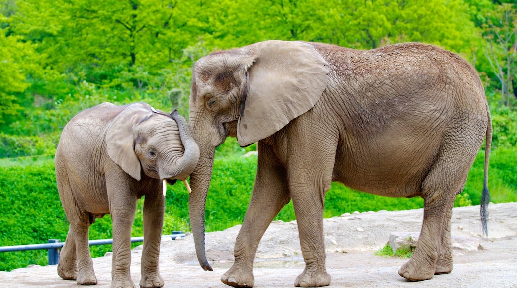 匹茲堡動物園和水族館 其中包括 陸上動物 和 動物園裡的動物