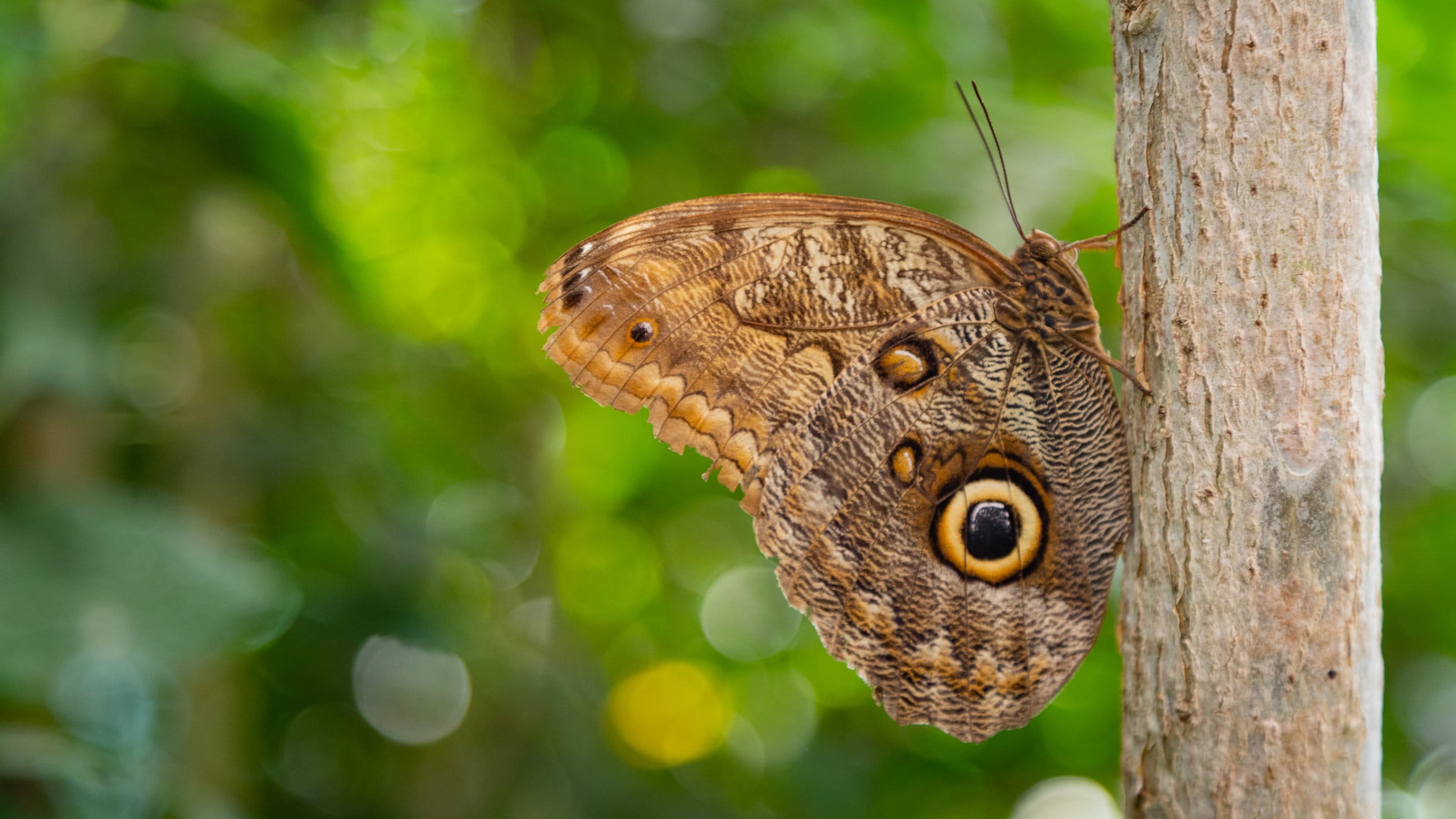 La Casa Delle Farfalle Riapre A Palermo: Torna L'Eden Colorato All - Foto 9