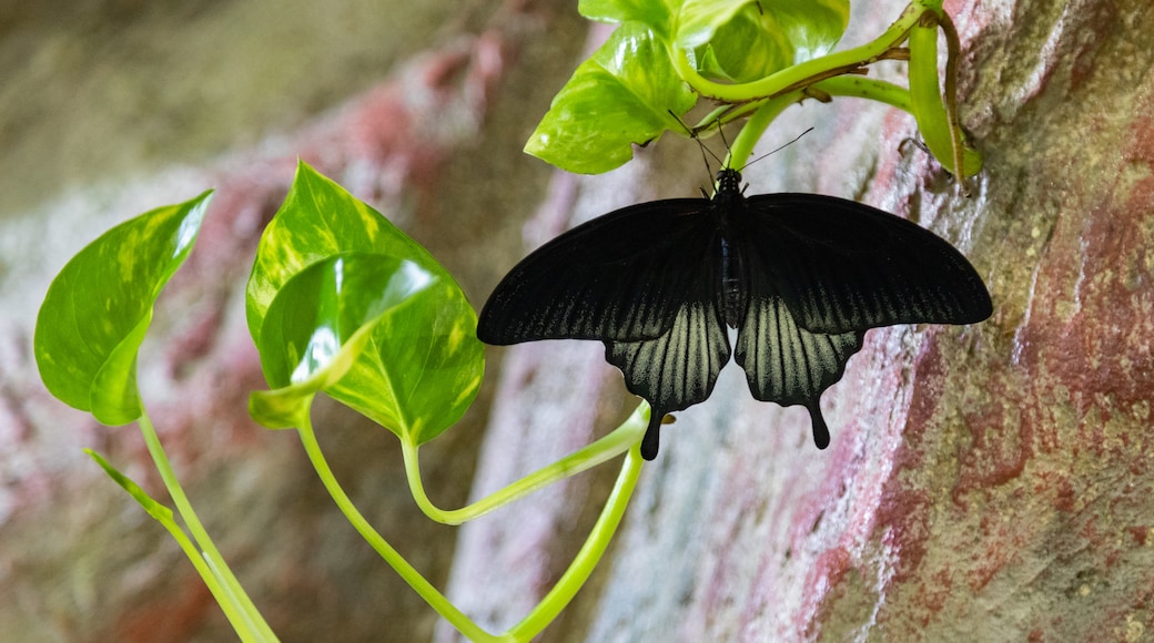 Tropicarium Park