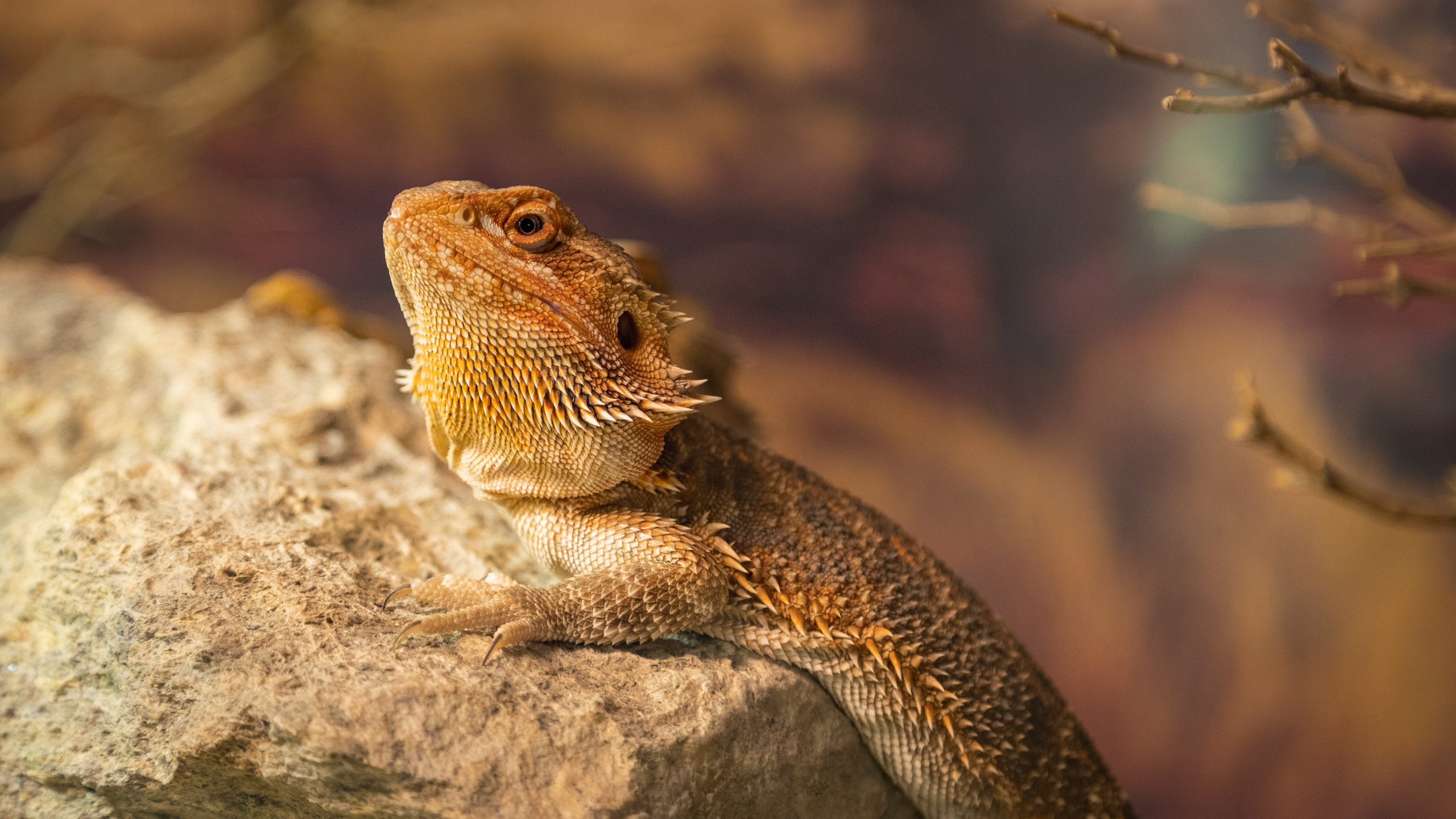 Bearded Dragon - Louisville Zoo