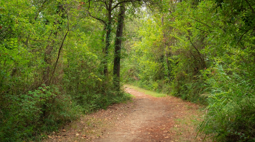 Pineta di Cervia - Milano Marittima