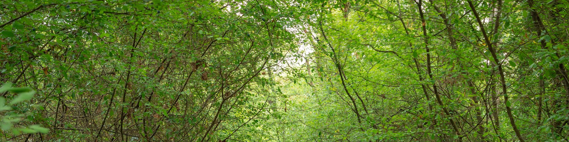 Pineta di Cervia - Milano Marittima