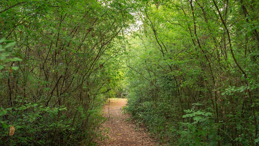 Pineta di Cervia - Milano Marittima