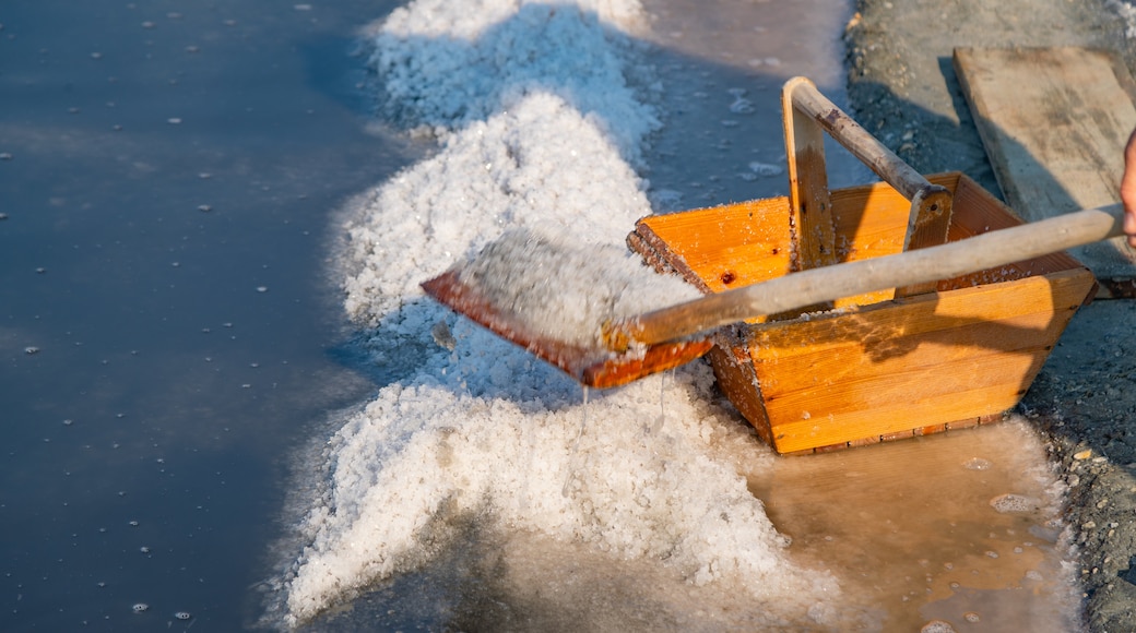 Parco della Salina di Cervia