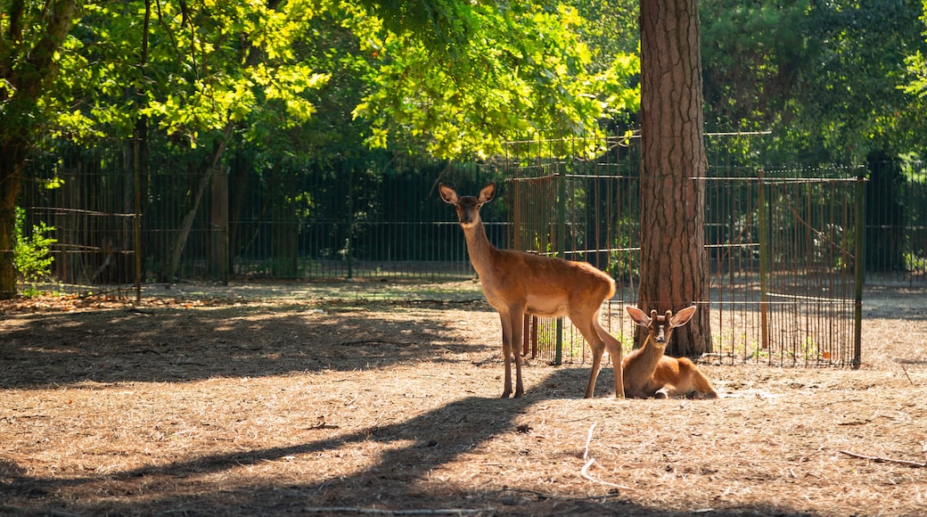 Natuurpark van Cervia