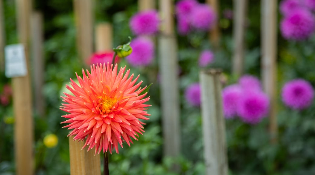 山谷花園