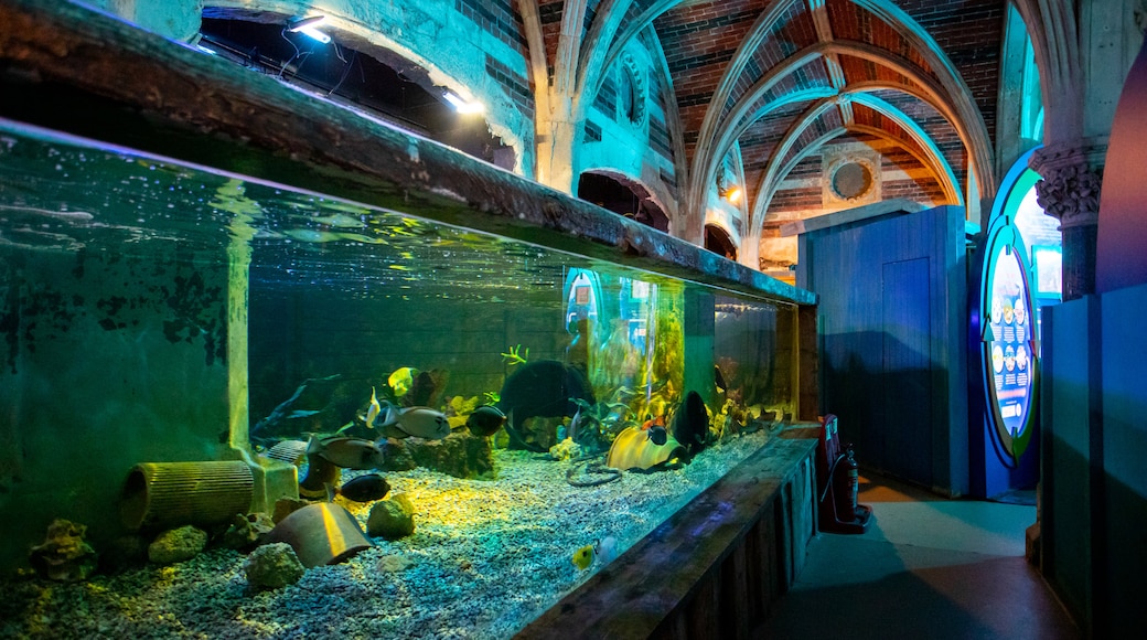 布萊頓海洋生物館