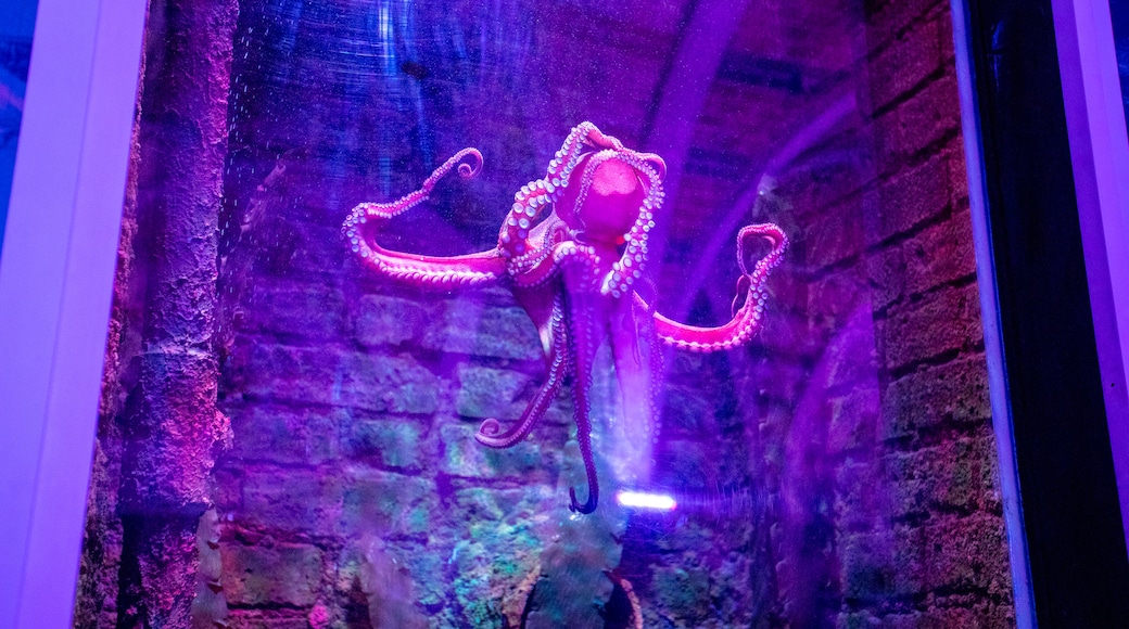 Acuario SEA LIFE Brighton