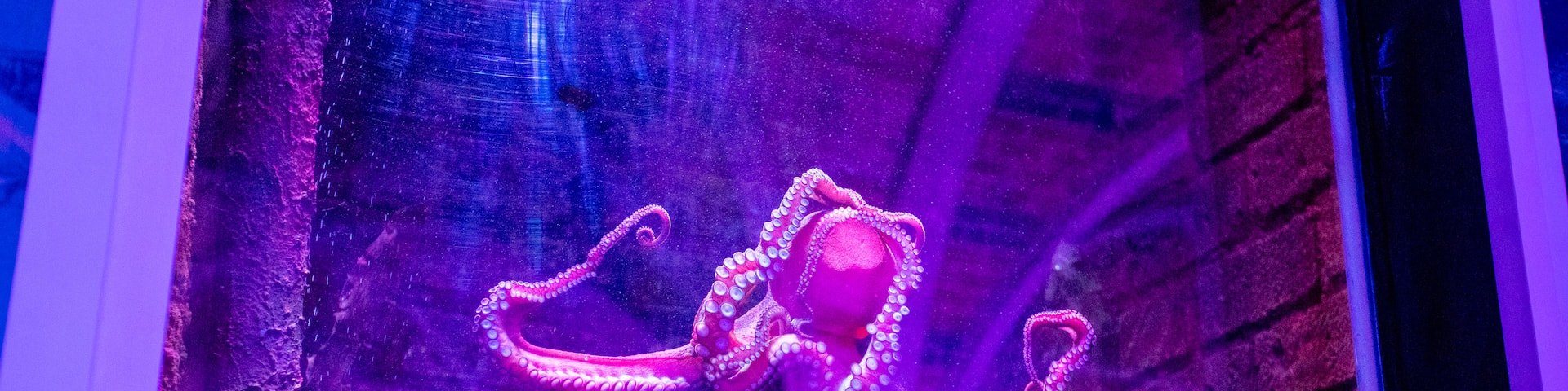 Brighton Sea Life Centre