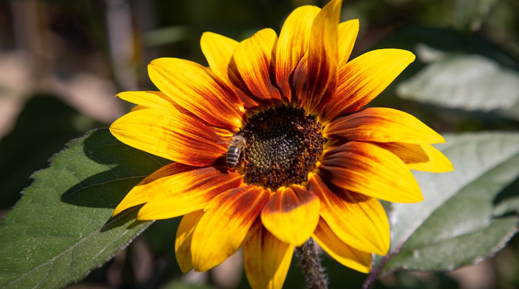 Harlow Carr Botanical Gardens