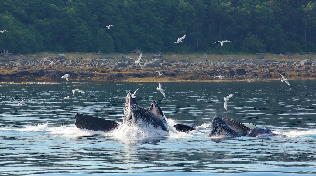 Funter Bay State Marine Park featuring bird life, general coastal views and marine life