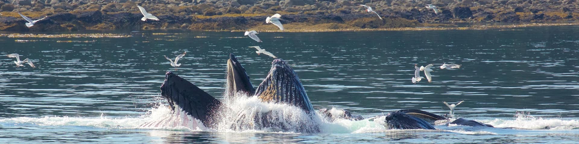 Funter Bay State Marine Park showing bird life, marine life and general coastal views