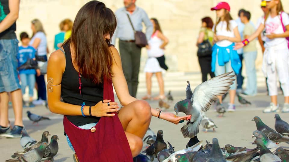 Syntagma Square showing bird life as well as a large group of people