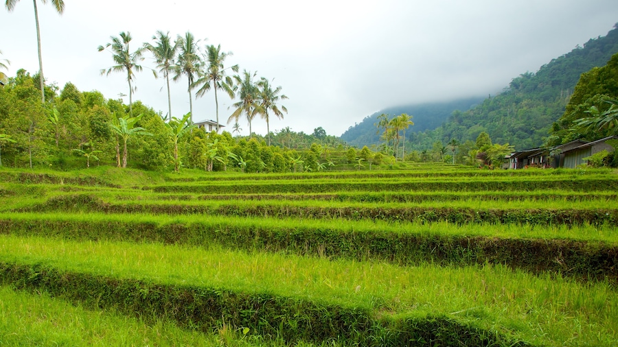 Bali mostrando tierra de cultivo y escenas tropicales