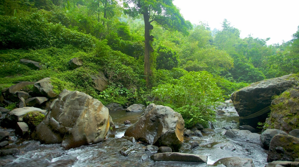 Gitgit Waterfall showing rapids and rainforest