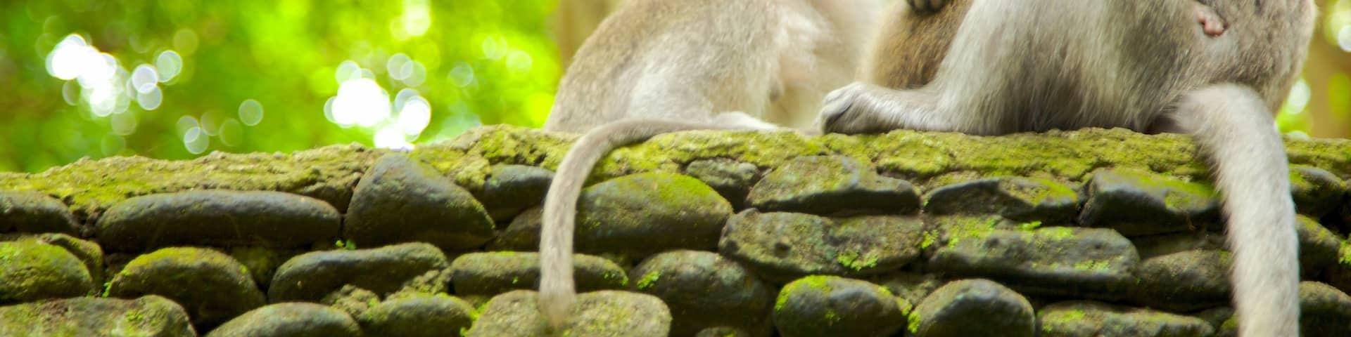 Affenwald von Ubud mit einem Zootiere und niedliche oder freundliche Tiere