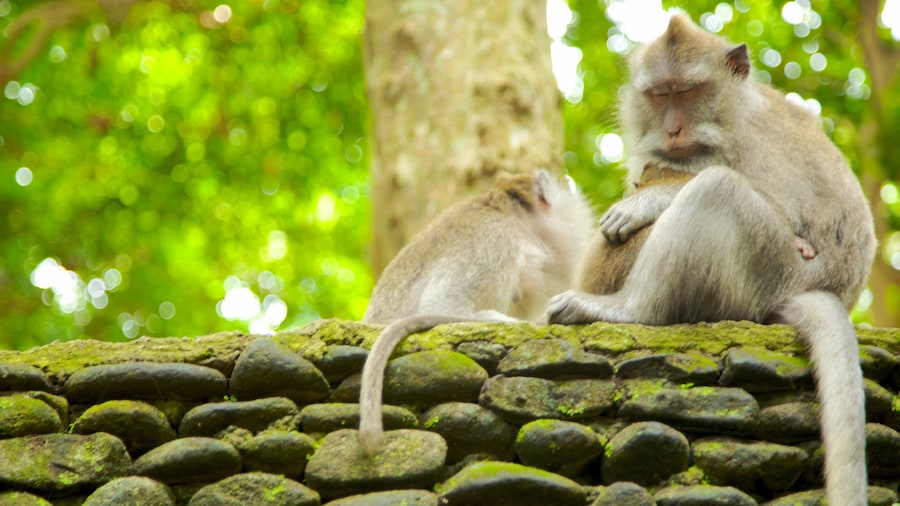 Affenwald von Ubud mit einem Zootiere und niedliche oder freundliche Tiere