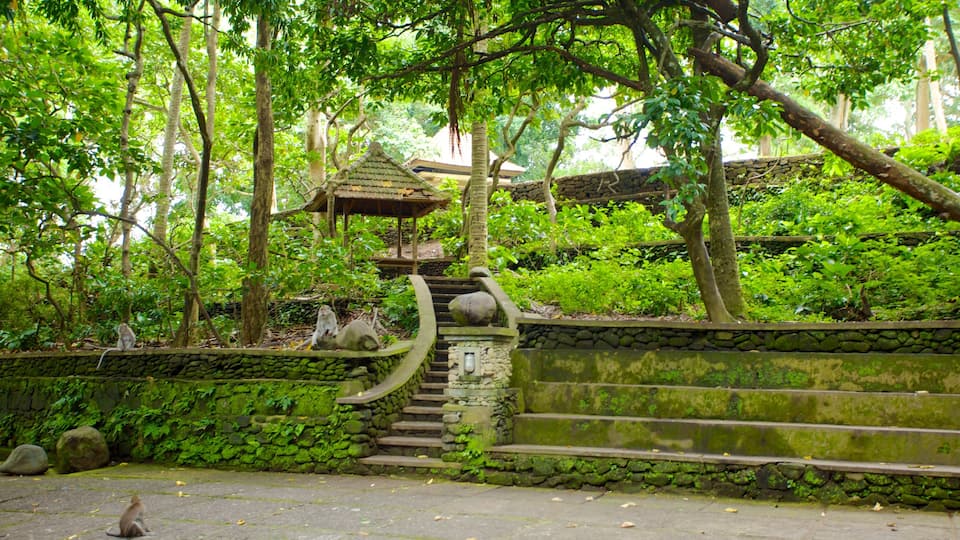 Ubud Monkey Forest showing a temple or place of worship and rainforest