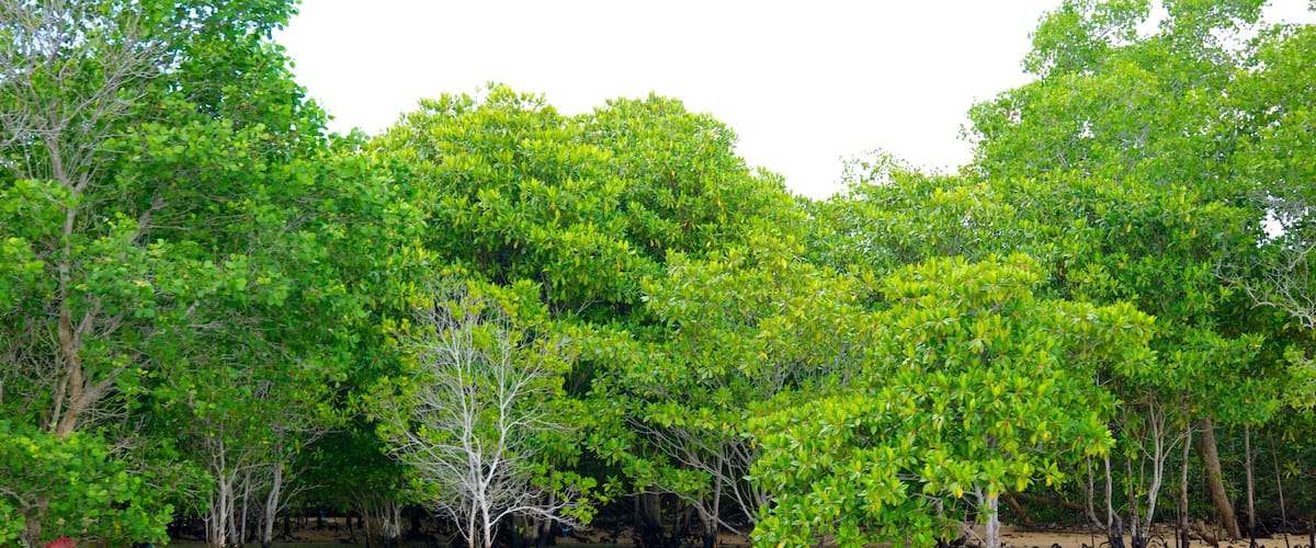 Turtle Island which includes general coastal views and rainforest