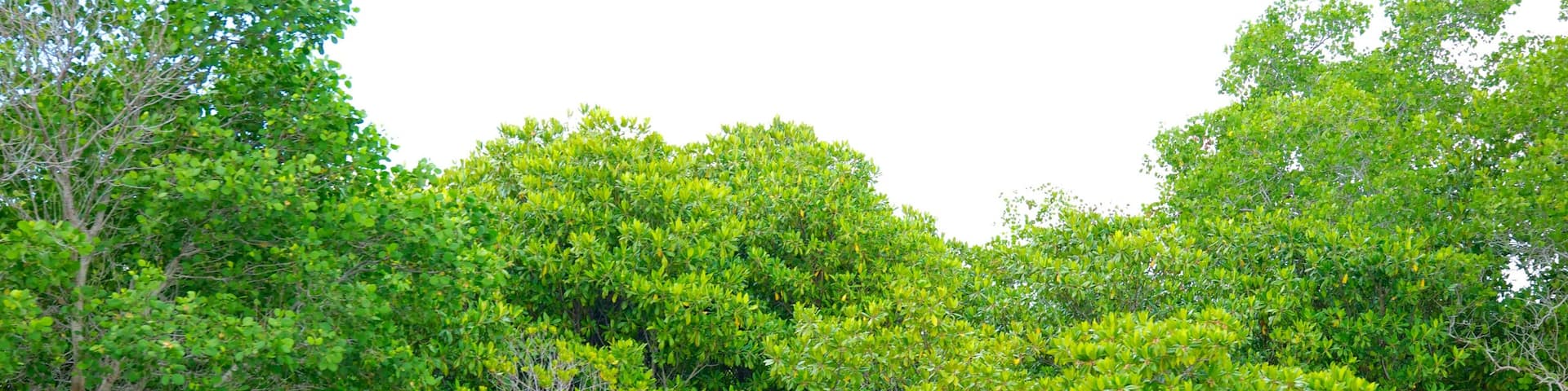 Turtle Island which includes general coastal views and rainforest