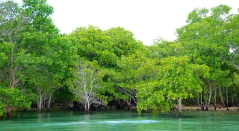 Turtle Island which includes general coastal views and rainforest