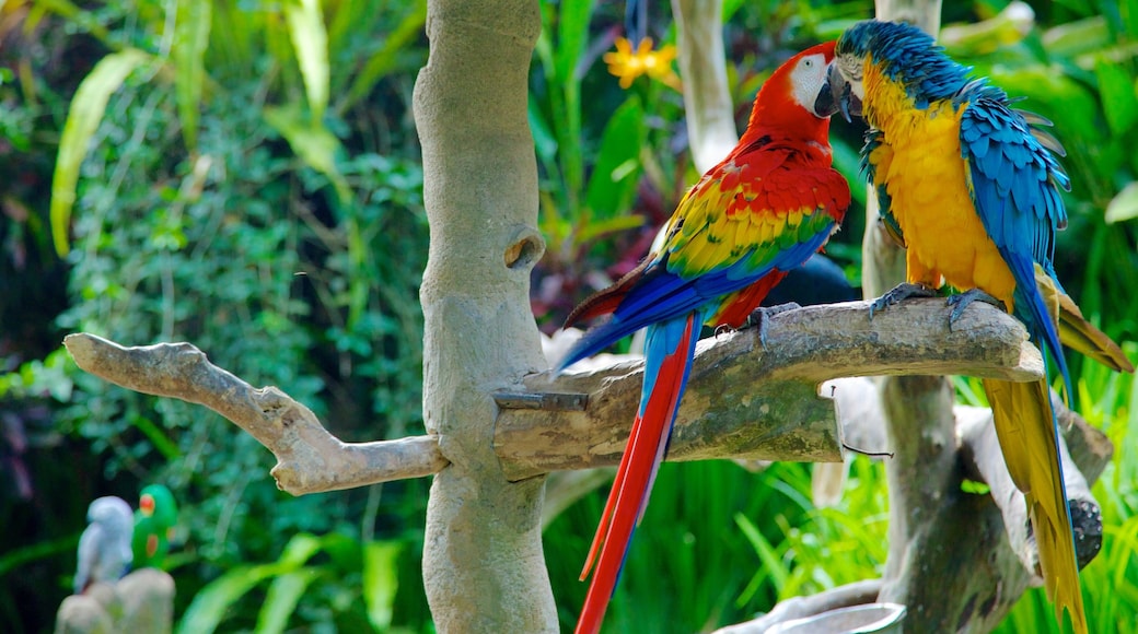 Don Antonio Blanco Museum featuring bird life