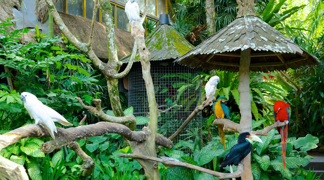 Blanco Museum mostrando animali da zoo e volatili