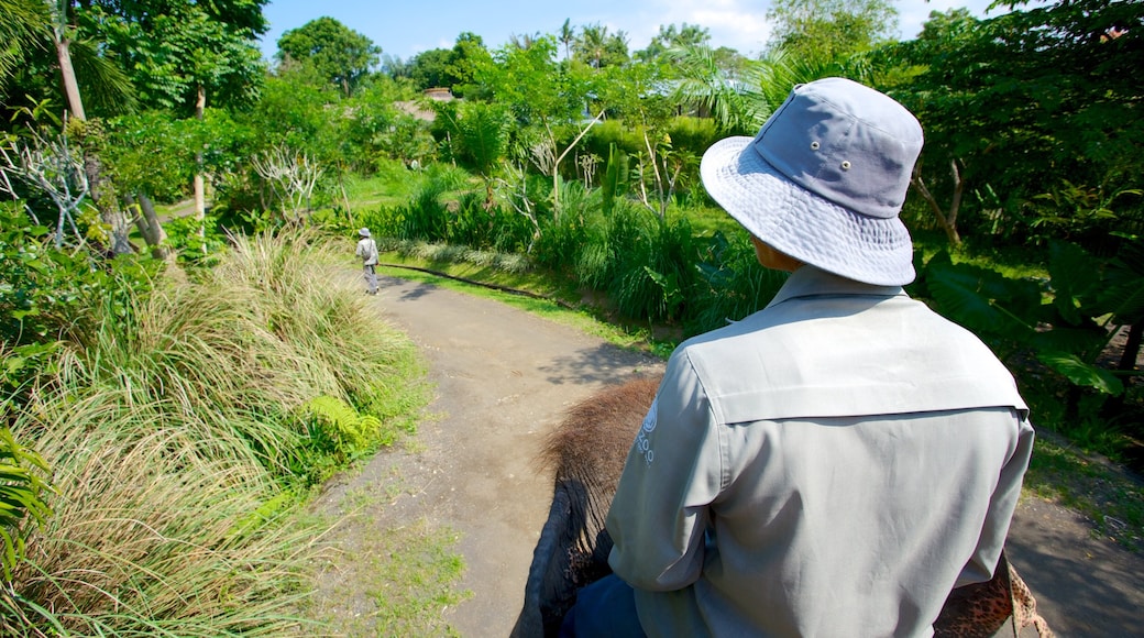 Bali Zoo som visar zoodjur såväl som en man