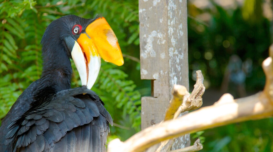 峇里島動物園 呈现出 鳥禽動物 和 動物園的動物