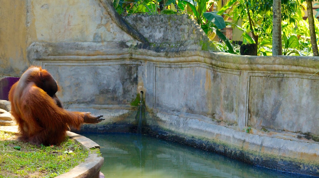 Bali Zoo showing animals, cuddly or friendly animals and zoo animals