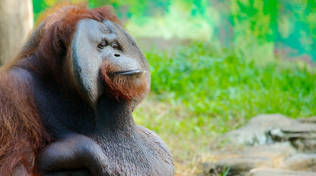 Bali Zoo som viser venlige dyr, landdyr og dyr fra zoologisk have