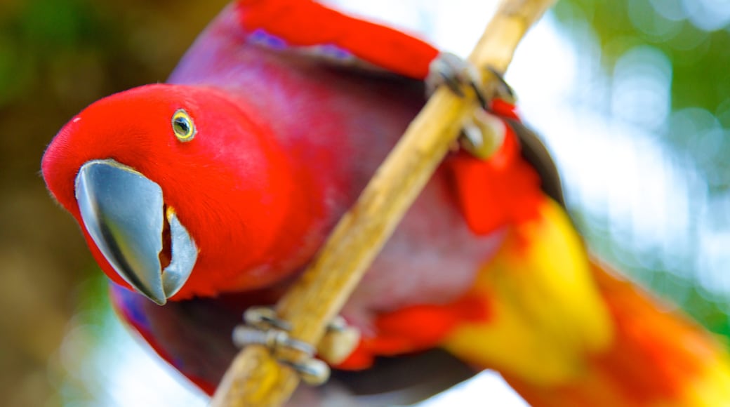 Parque de Aves Bali mostrando animales del zoológico y vida de las aves