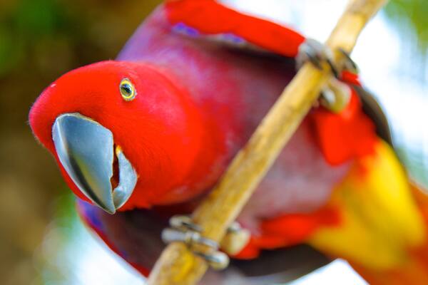 Bali Bird Park montrant vie des oiseaux et animaux de zoo