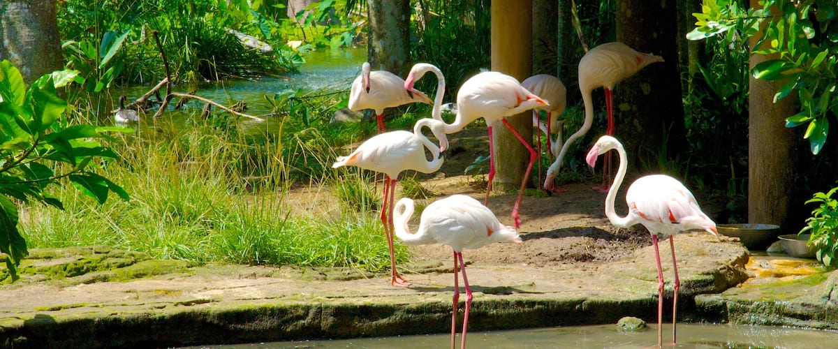 Bali Bird Park johon kuuluu eläintarhan eläimet, linnusto ja puisto